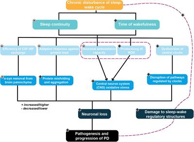 Molecular Mechanisms Underlying Reciprocal Interactions Between Sleep Disorders and Parkinson’s Disease